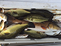 Southern Exposure Fishing - Inland Fishing Charter